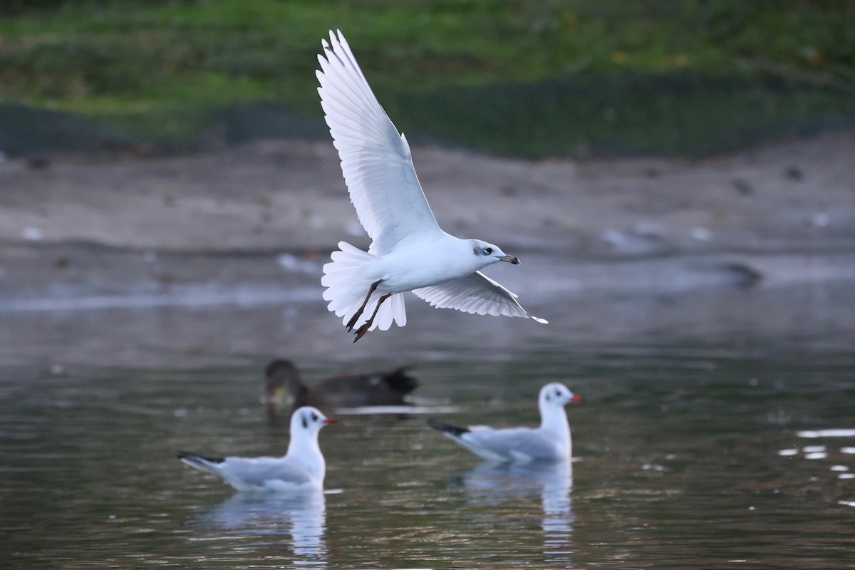 Mediterranean Gull - ML644545115