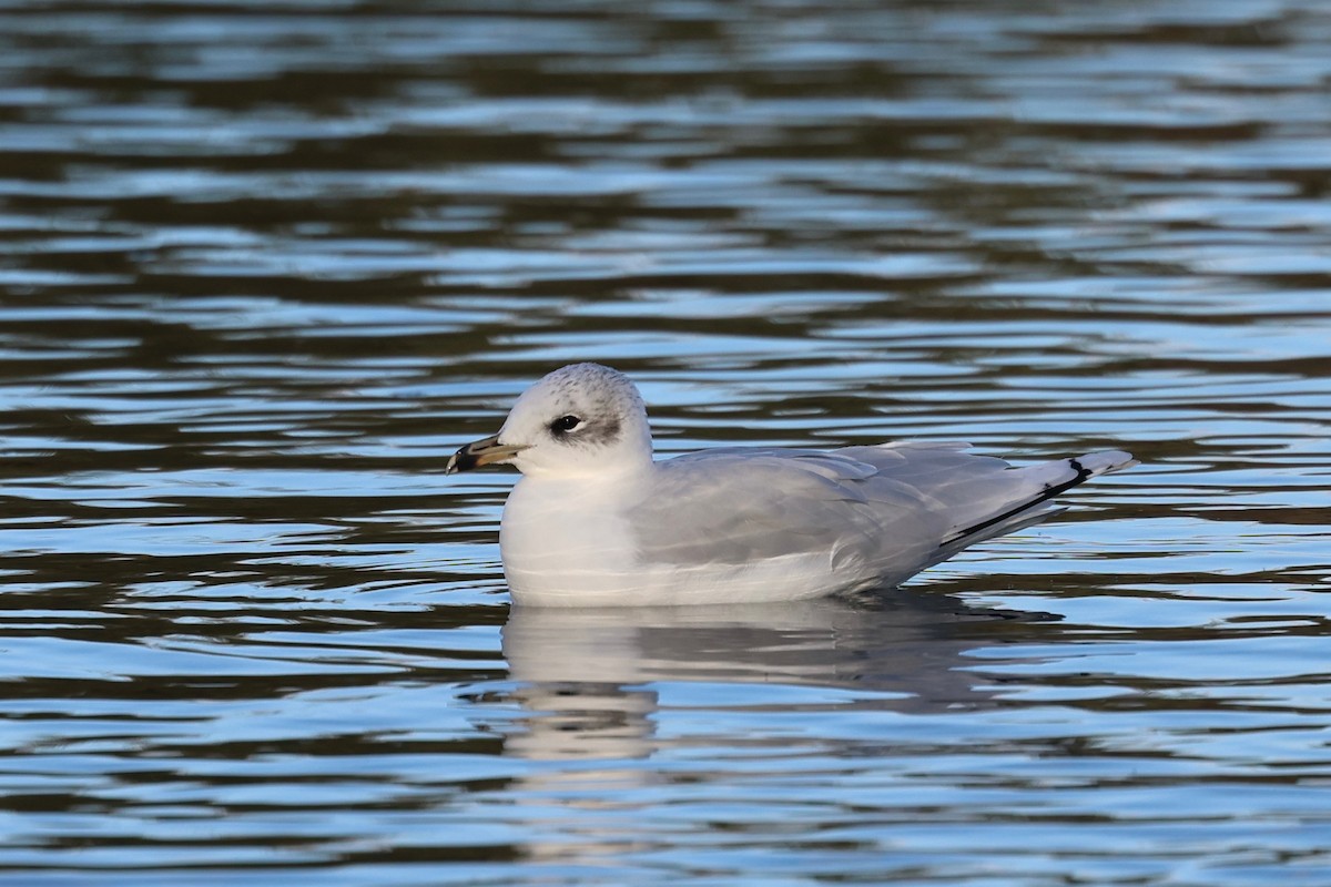 Mediterranean Gull - ML644545116
