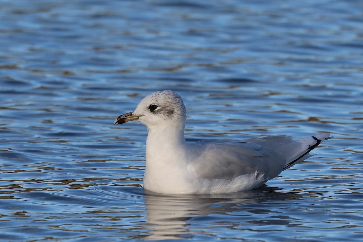 Mediterranean Gull - ML644545117