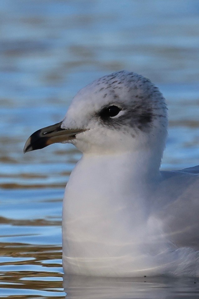 Mediterranean Gull - ML644545118