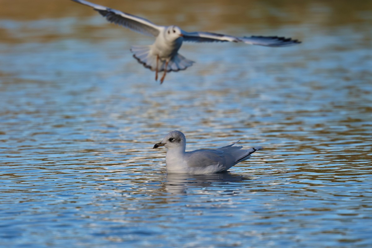 Mediterranean Gull - ML644545120