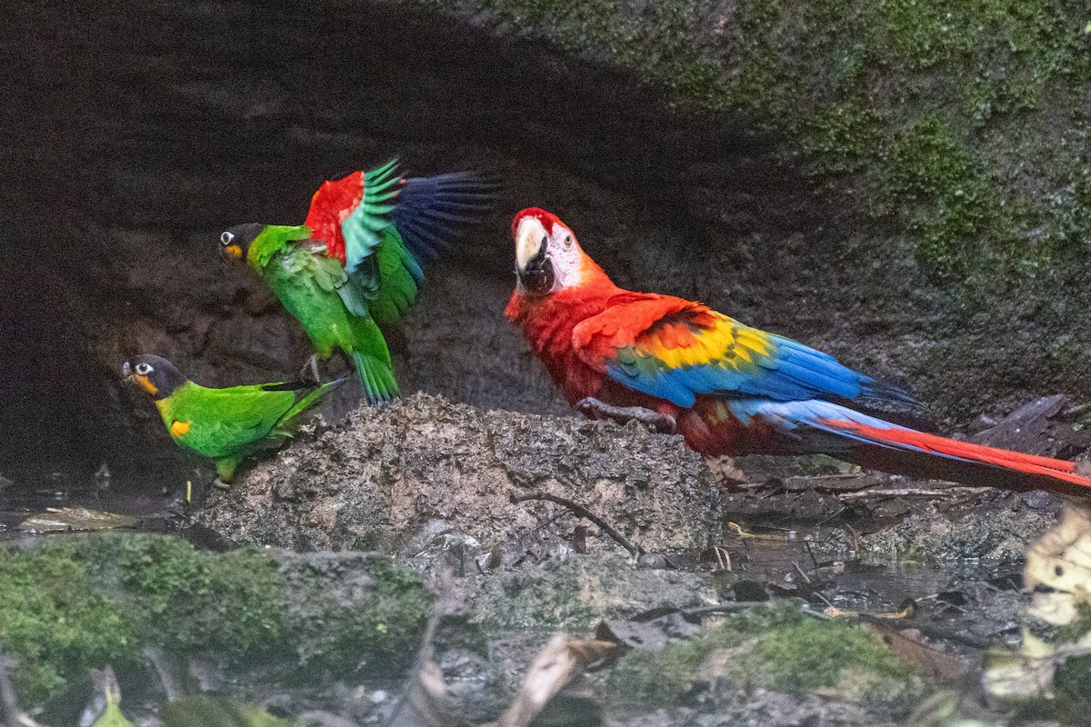 Orange-cheeked Parrot - ML644545133