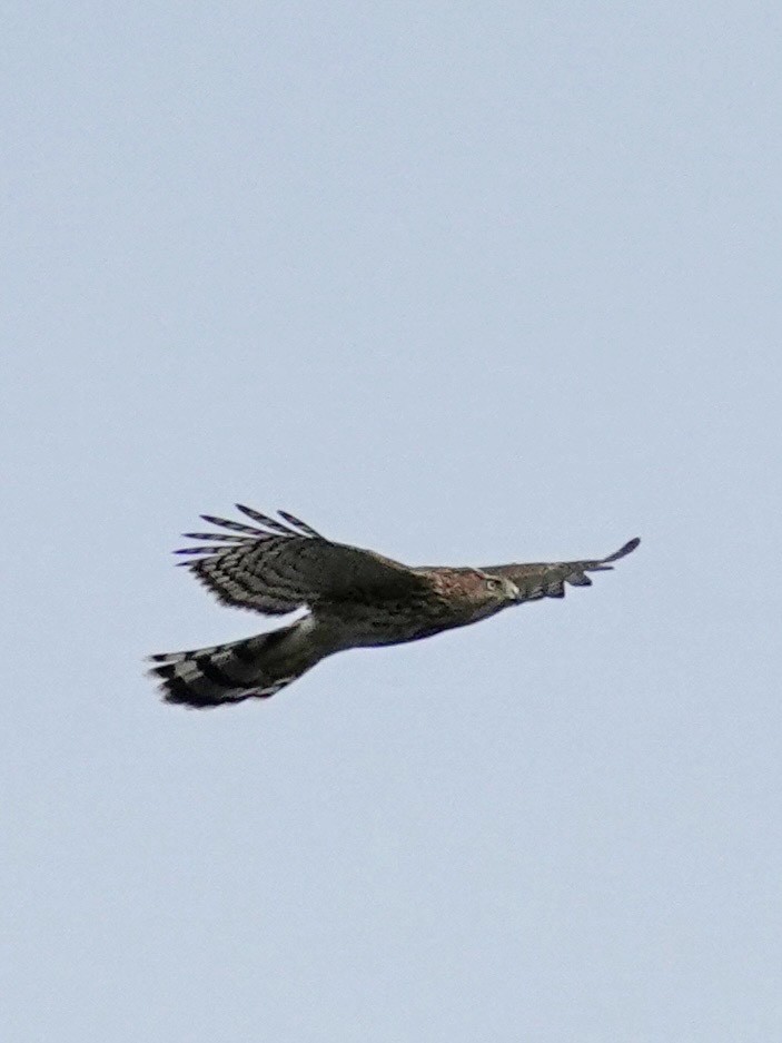 Cooper's Hawk - ML644545139