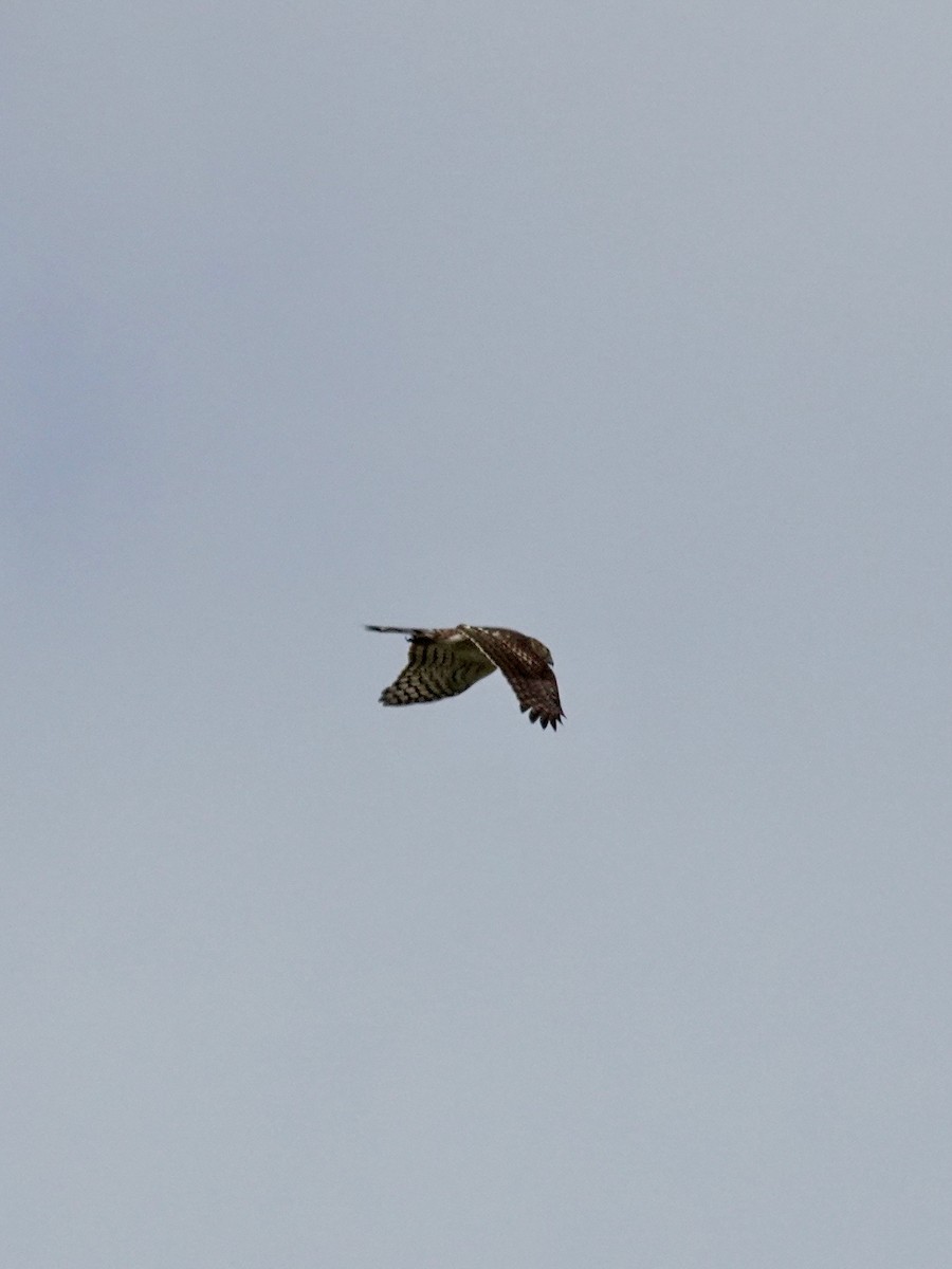 Cooper's Hawk - ML644545140