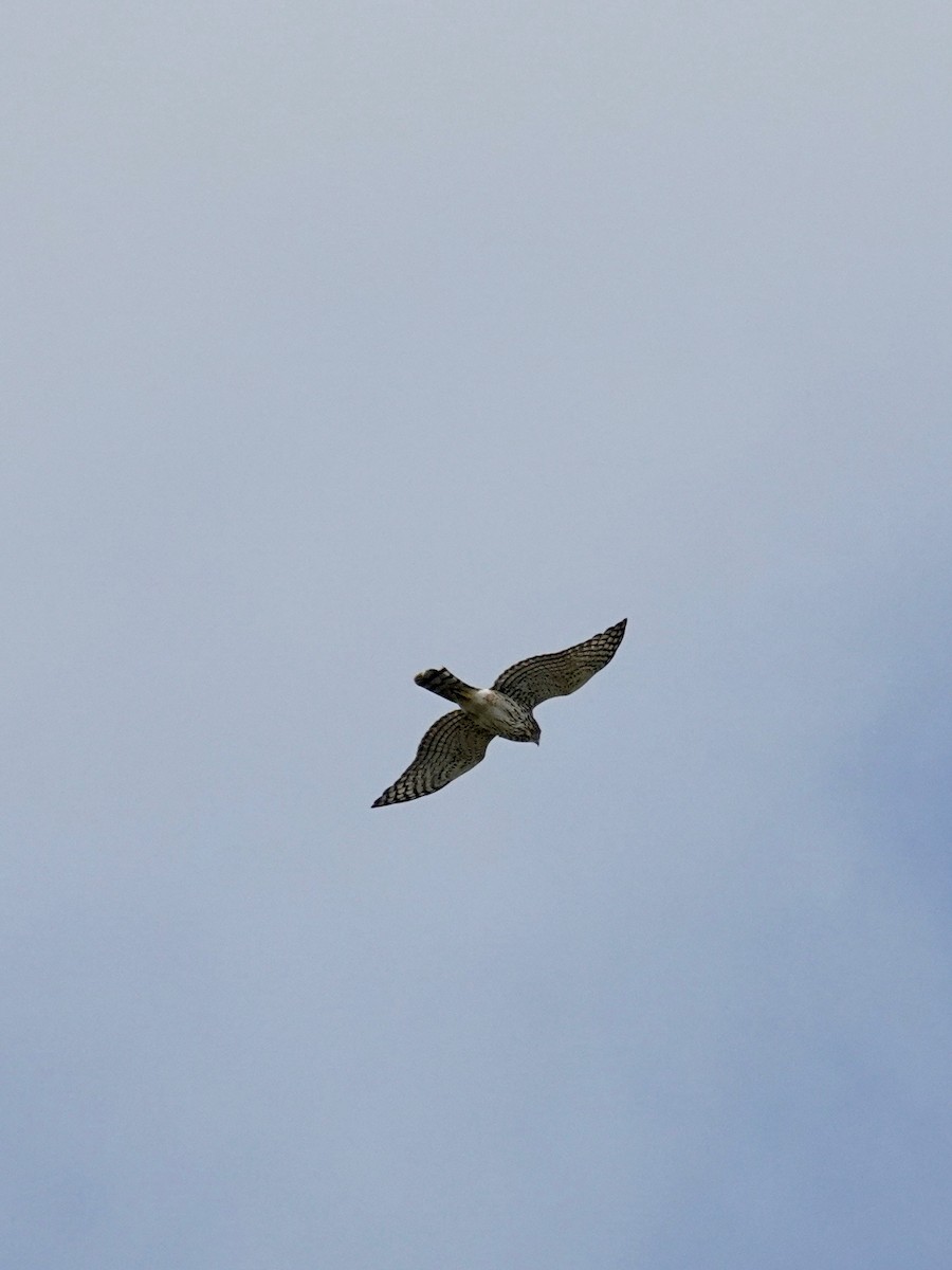 Cooper's Hawk - ML644545143