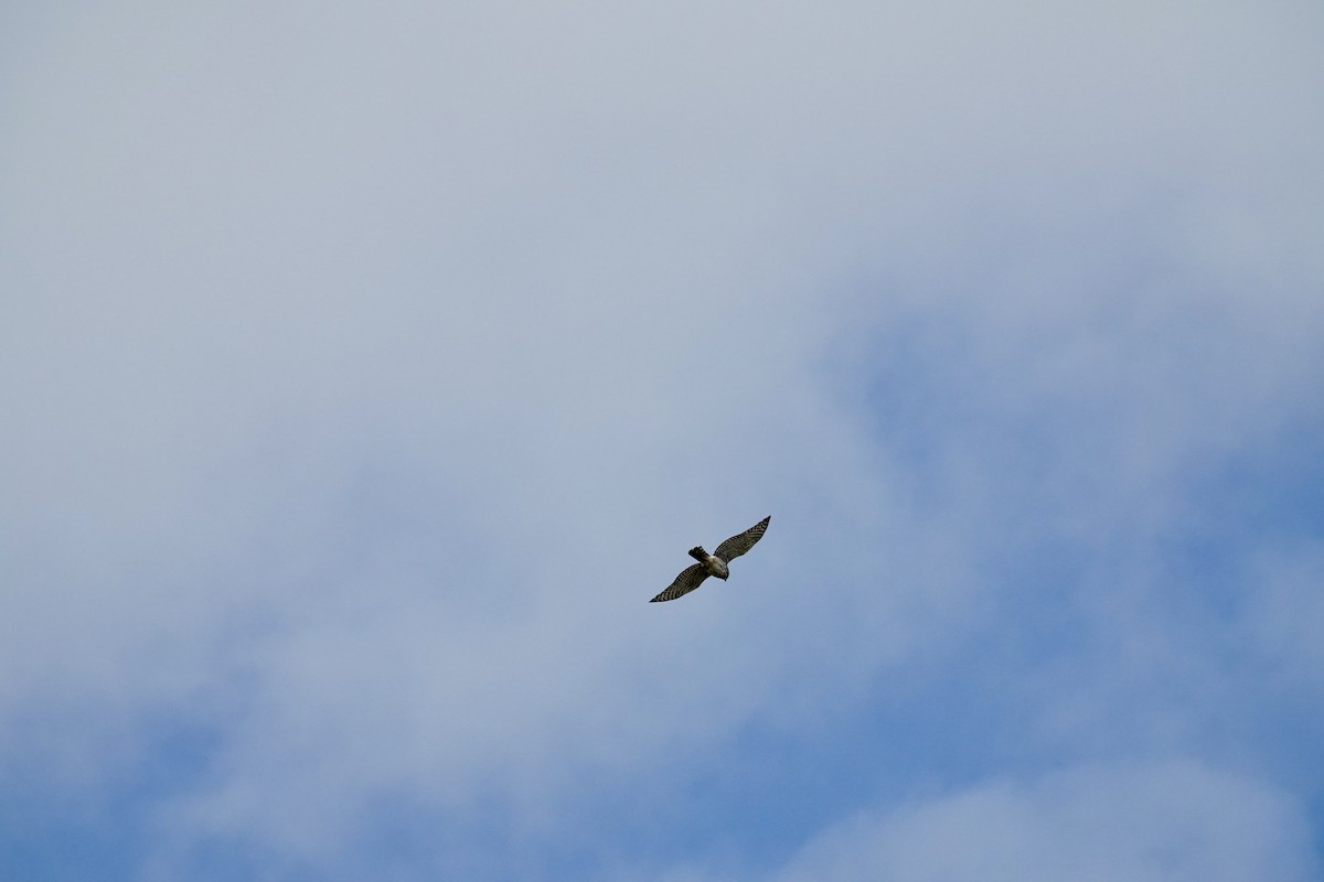 Cooper's Hawk - ML644545144