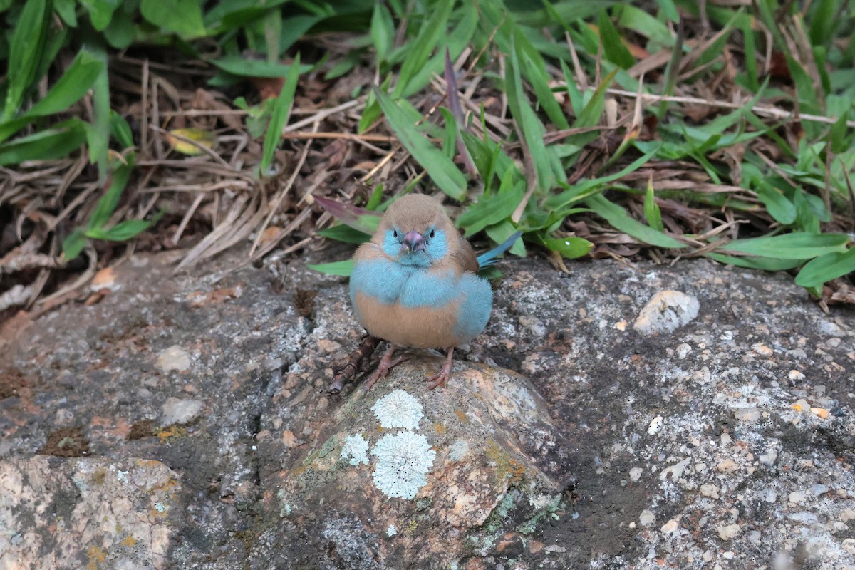 Red-cheeked Cordonbleu - ML644545153