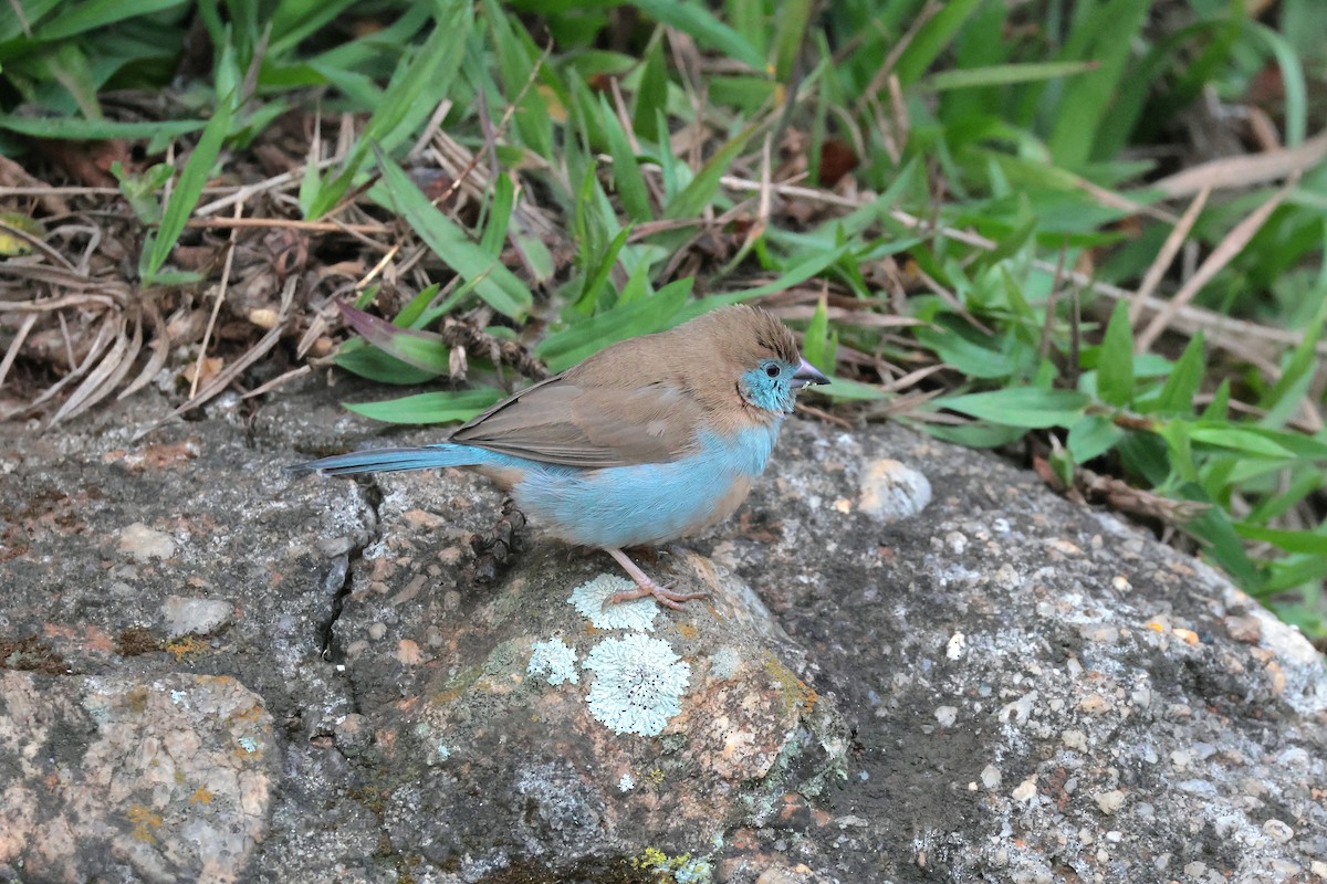 Red-cheeked Cordonbleu - ML644545154