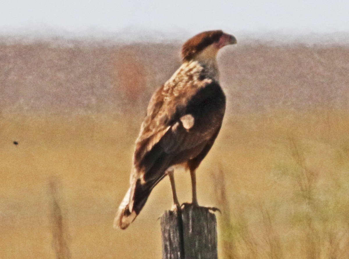 ミナミカラカラ - ML644545156