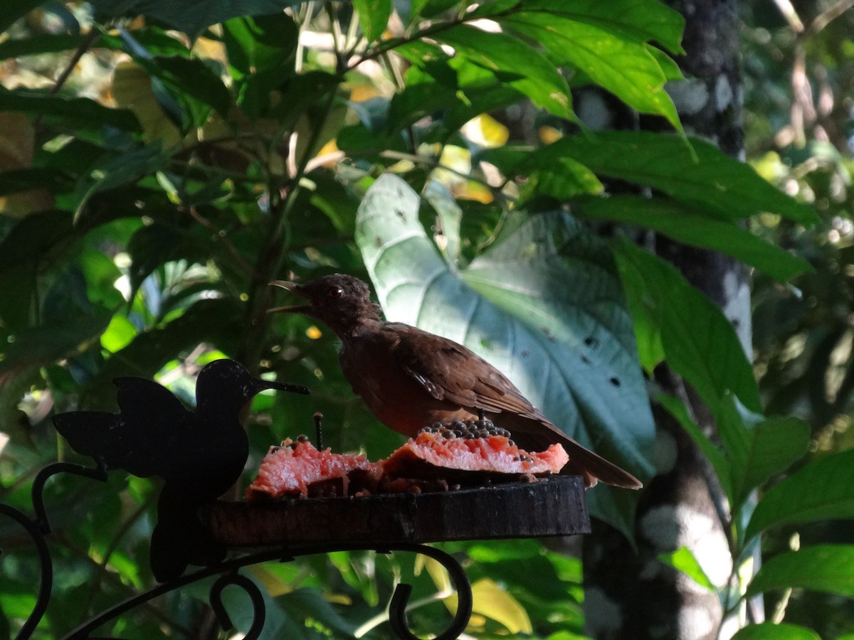 Clay-colored Thrush - ML644545163