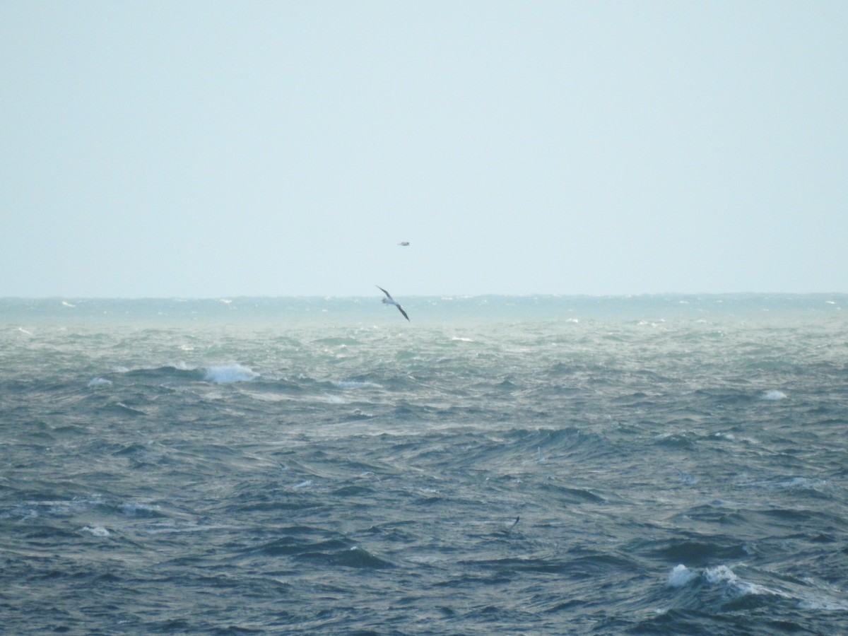 Сула атлантична - ML644545165