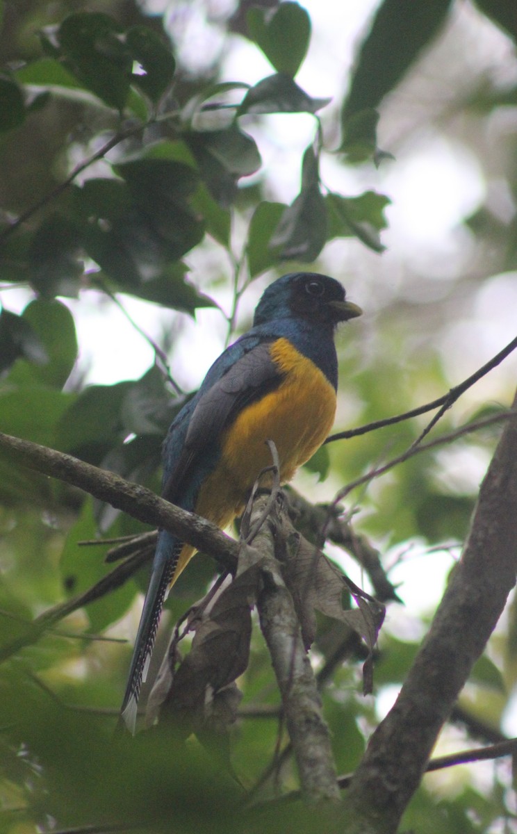 søredeltrogon - ML644545168