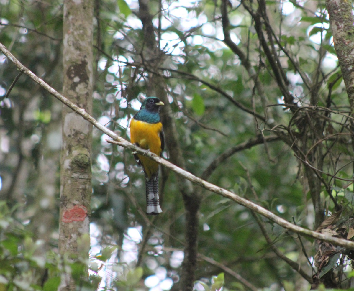 søredeltrogon - ML644545169