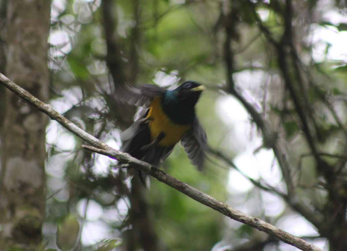 søredeltrogon - ML644545170