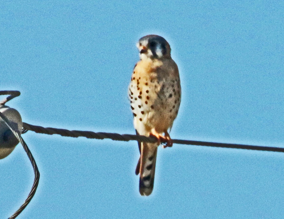 American Kestrel - ML644545172