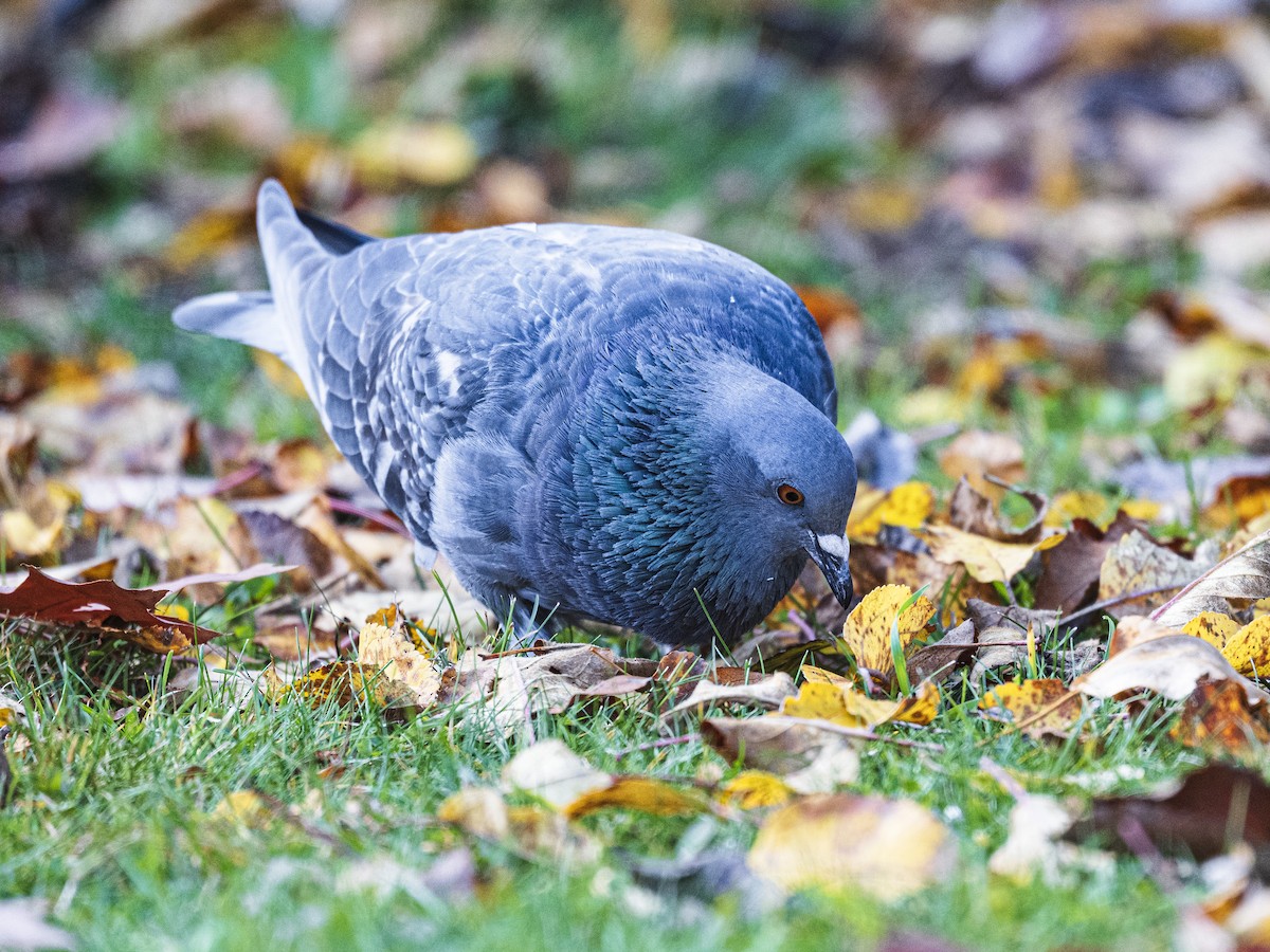 カワラバト（ドバト、家畜型） - ML644545173