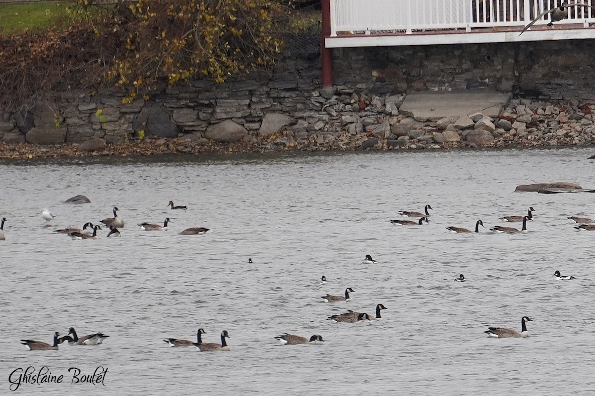 Barrow's Goldeneye - ML644545178