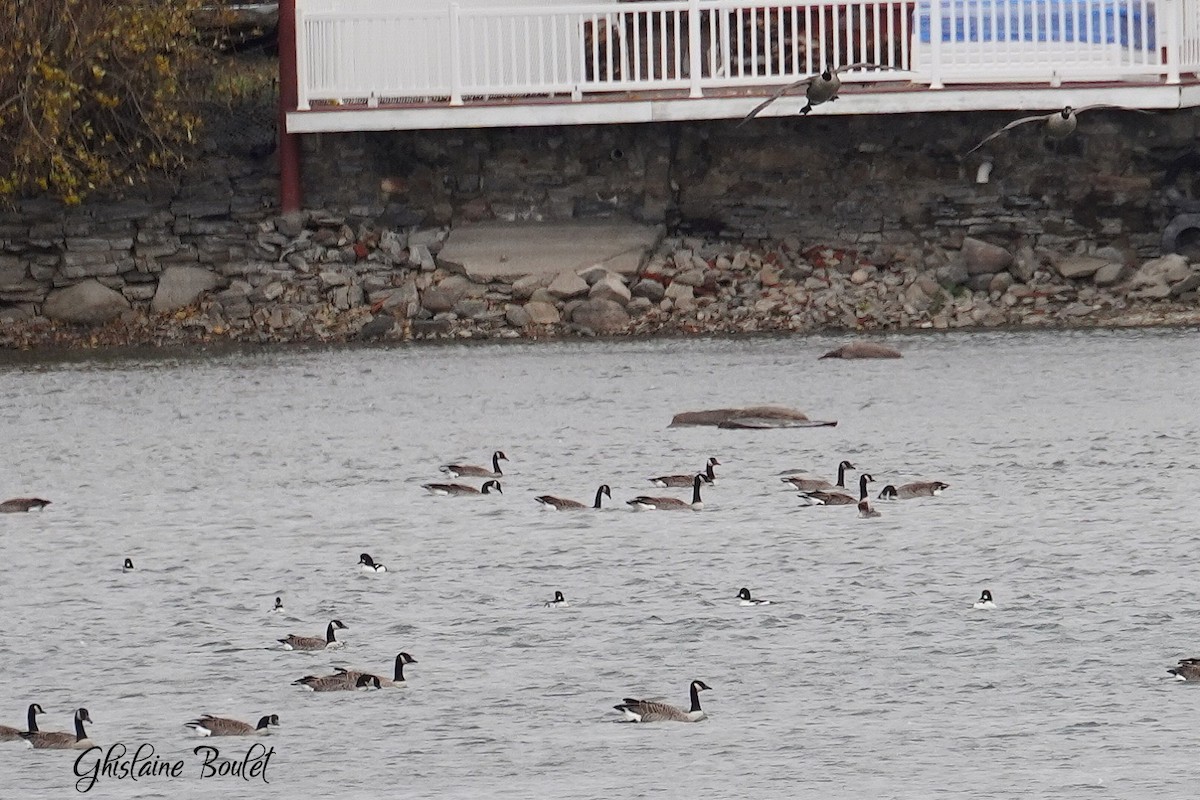 Barrow's Goldeneye - ML644545179