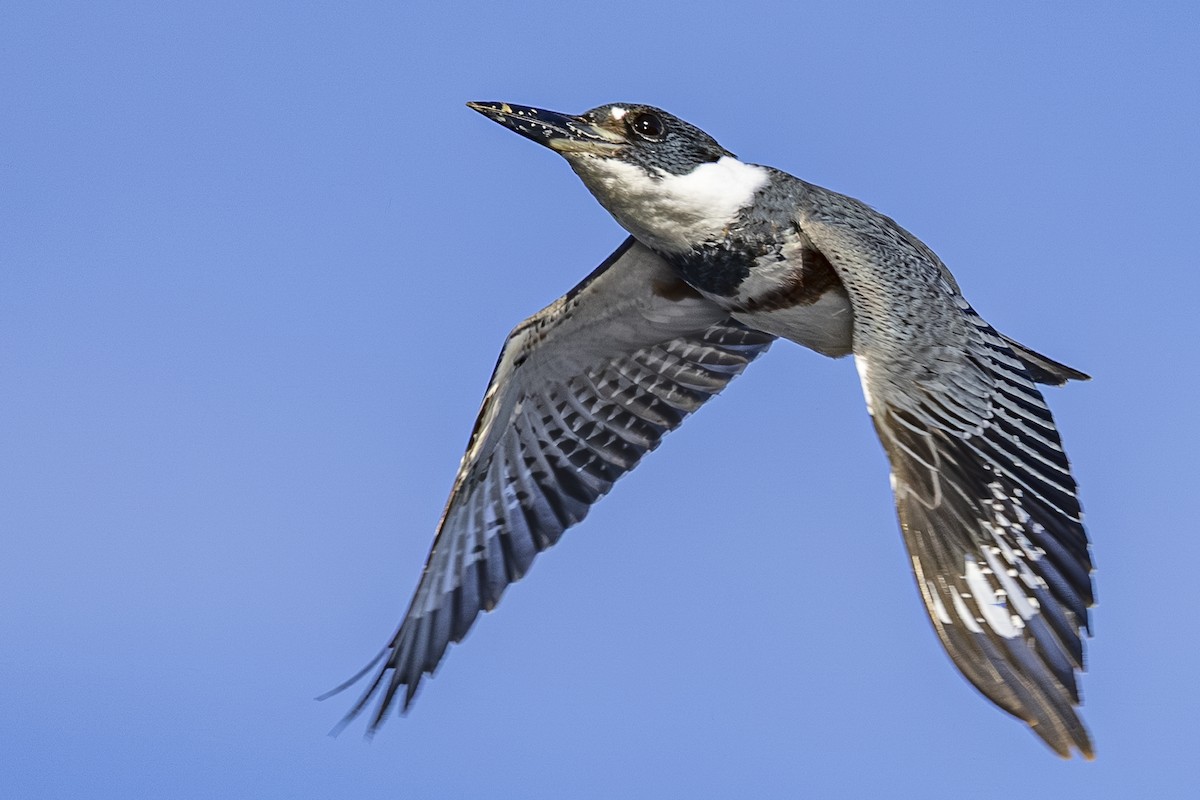 belteisfugl - ML644545188