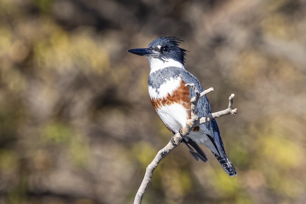 belteisfugl - ML644545189