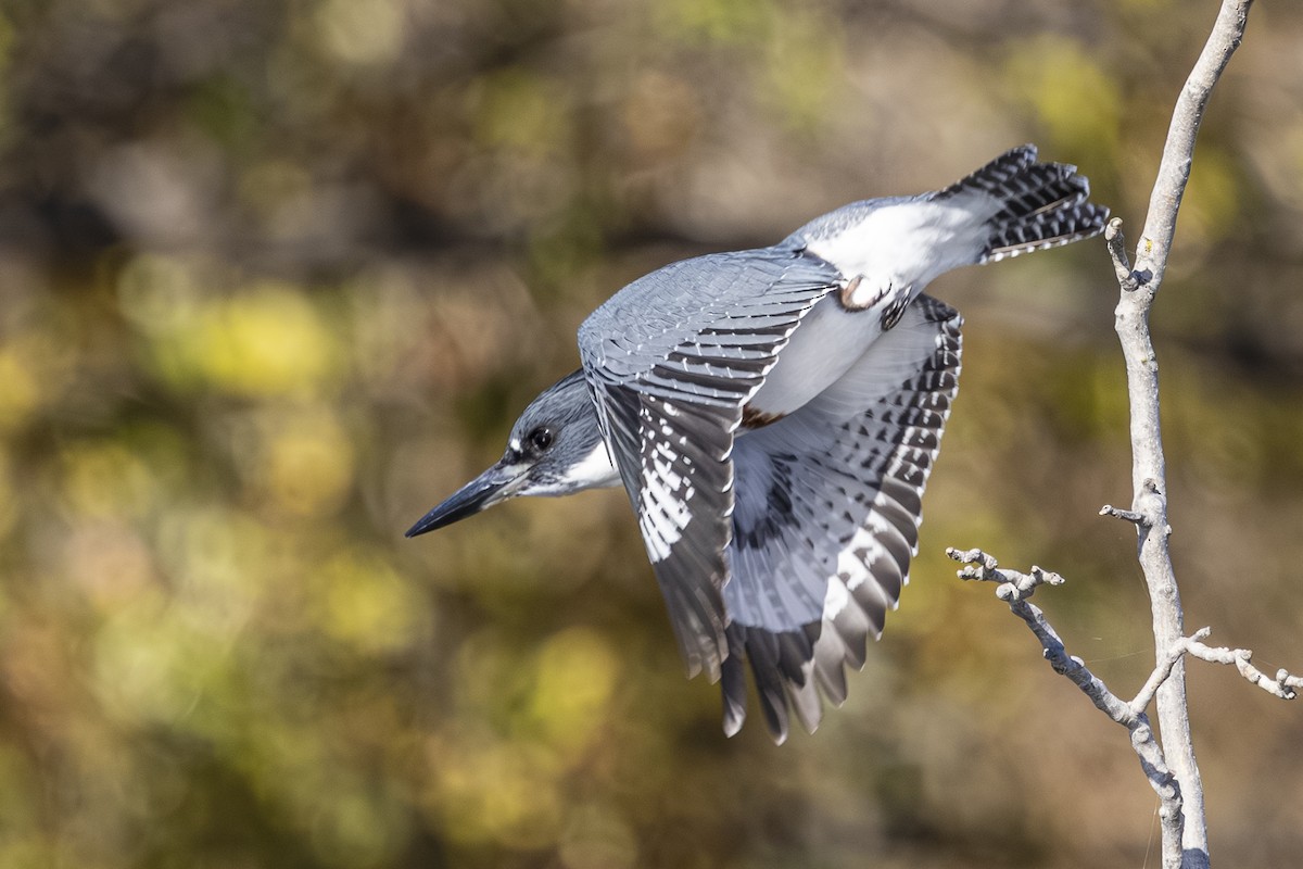 belteisfugl - ML644545190