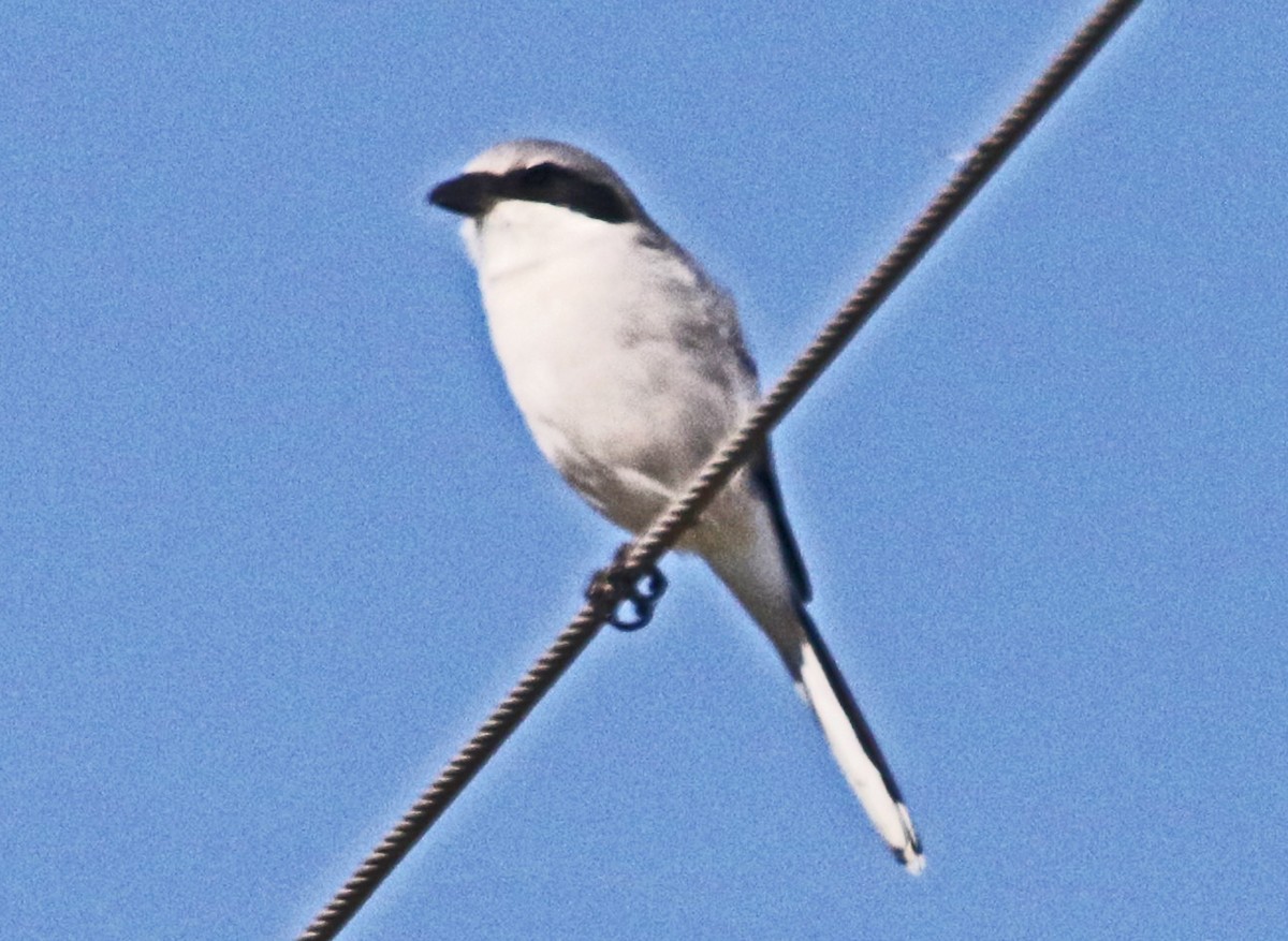 Loggerhead Shrike - ML644545191