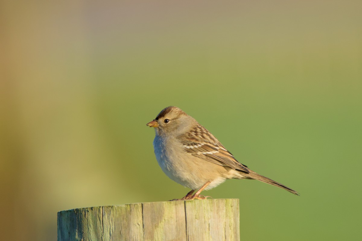 White-crowned Sparrow - ML644545193