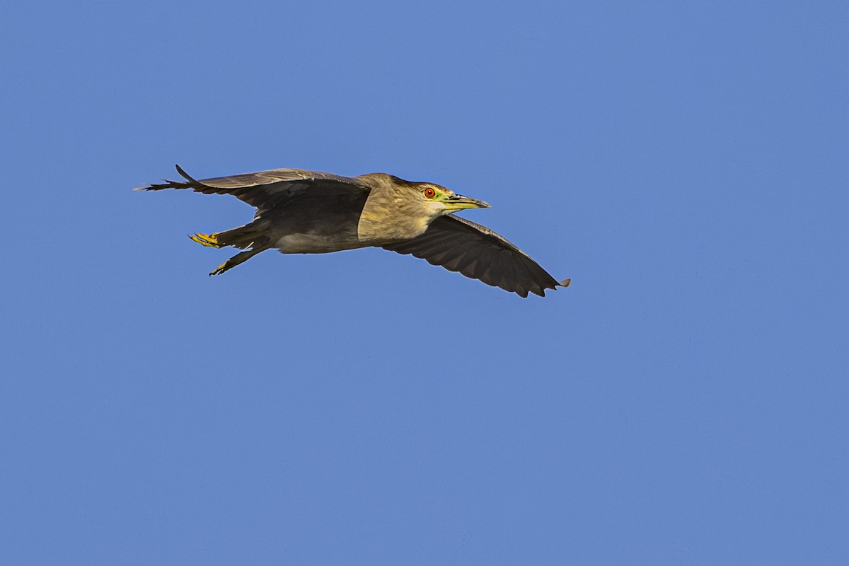 natthegre - ML644545194