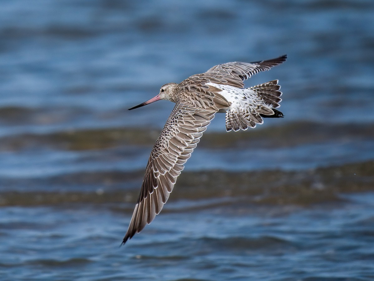 lappspove - ML644545195