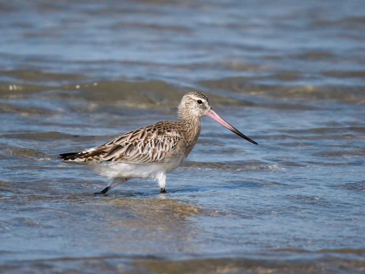 lappspove - ML644545196