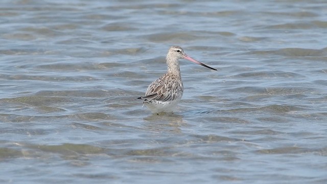 Barge rousse - ML644545197