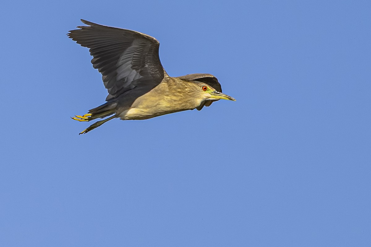 natthegre - ML644545198