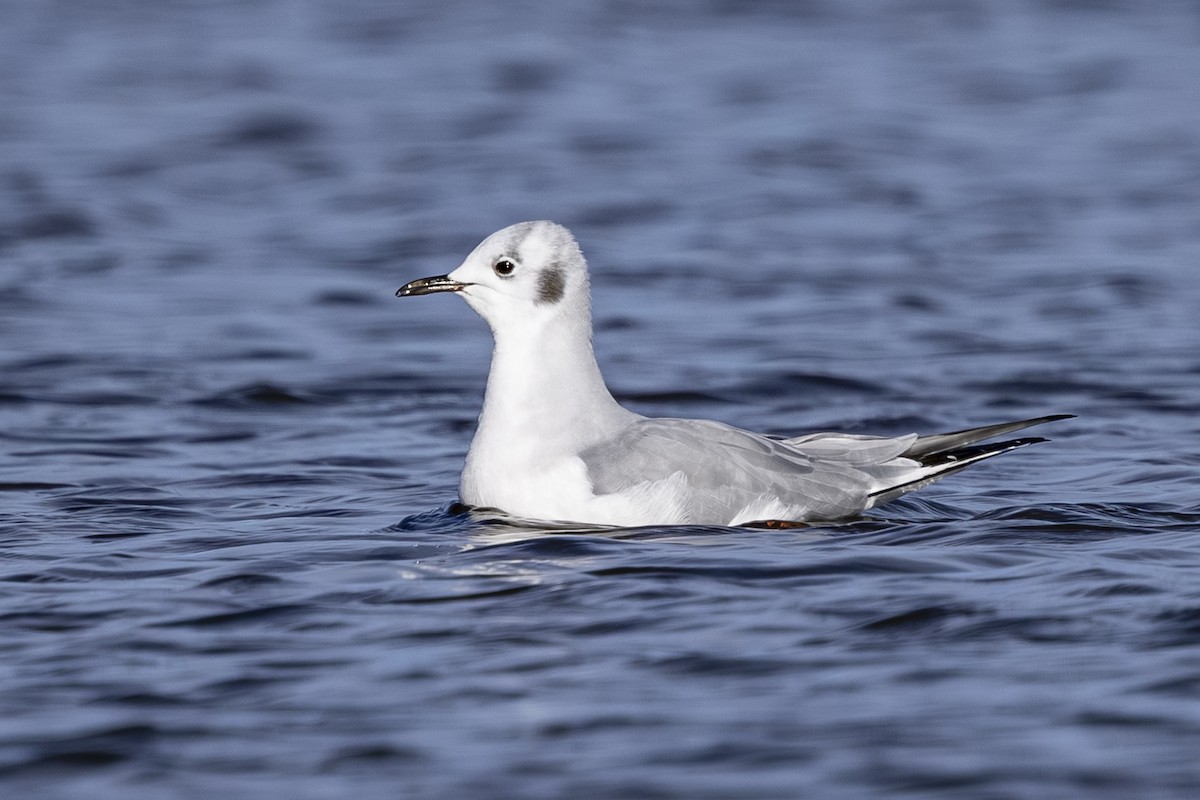 kanadahettemåke - ML644545211