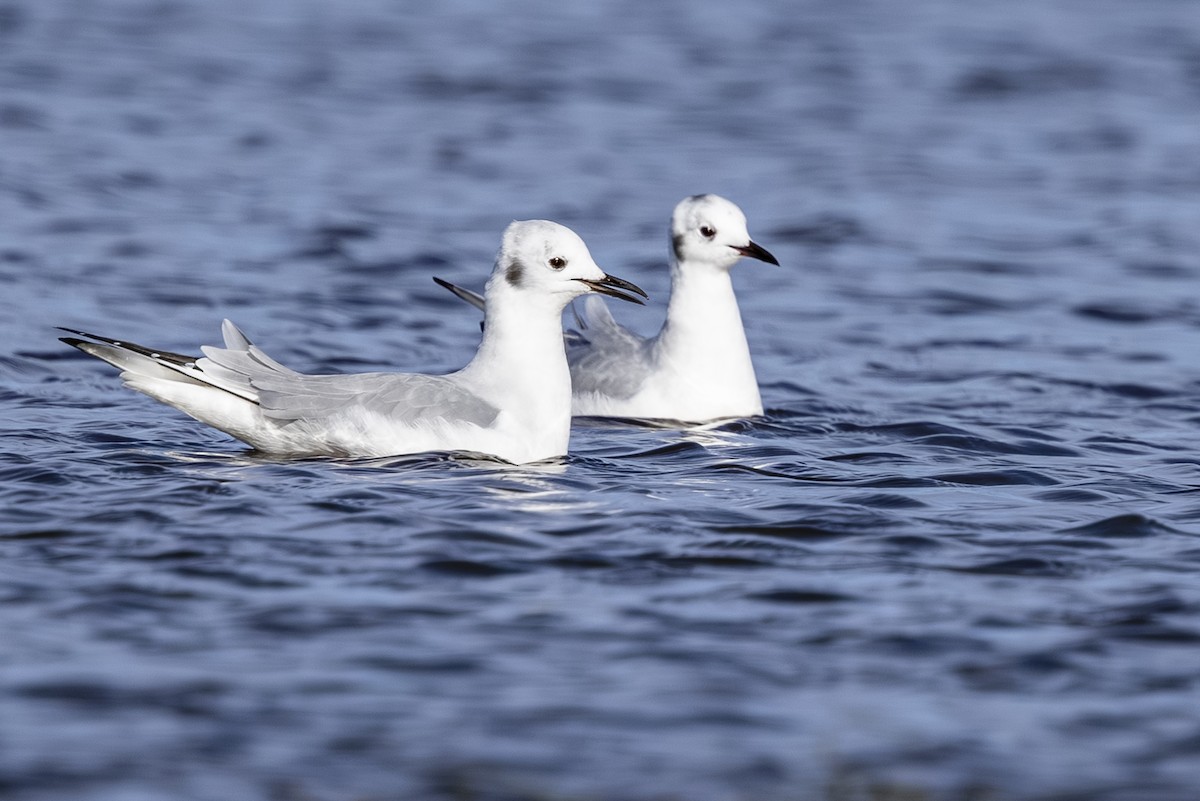 kanadahettemåke - ML644545216