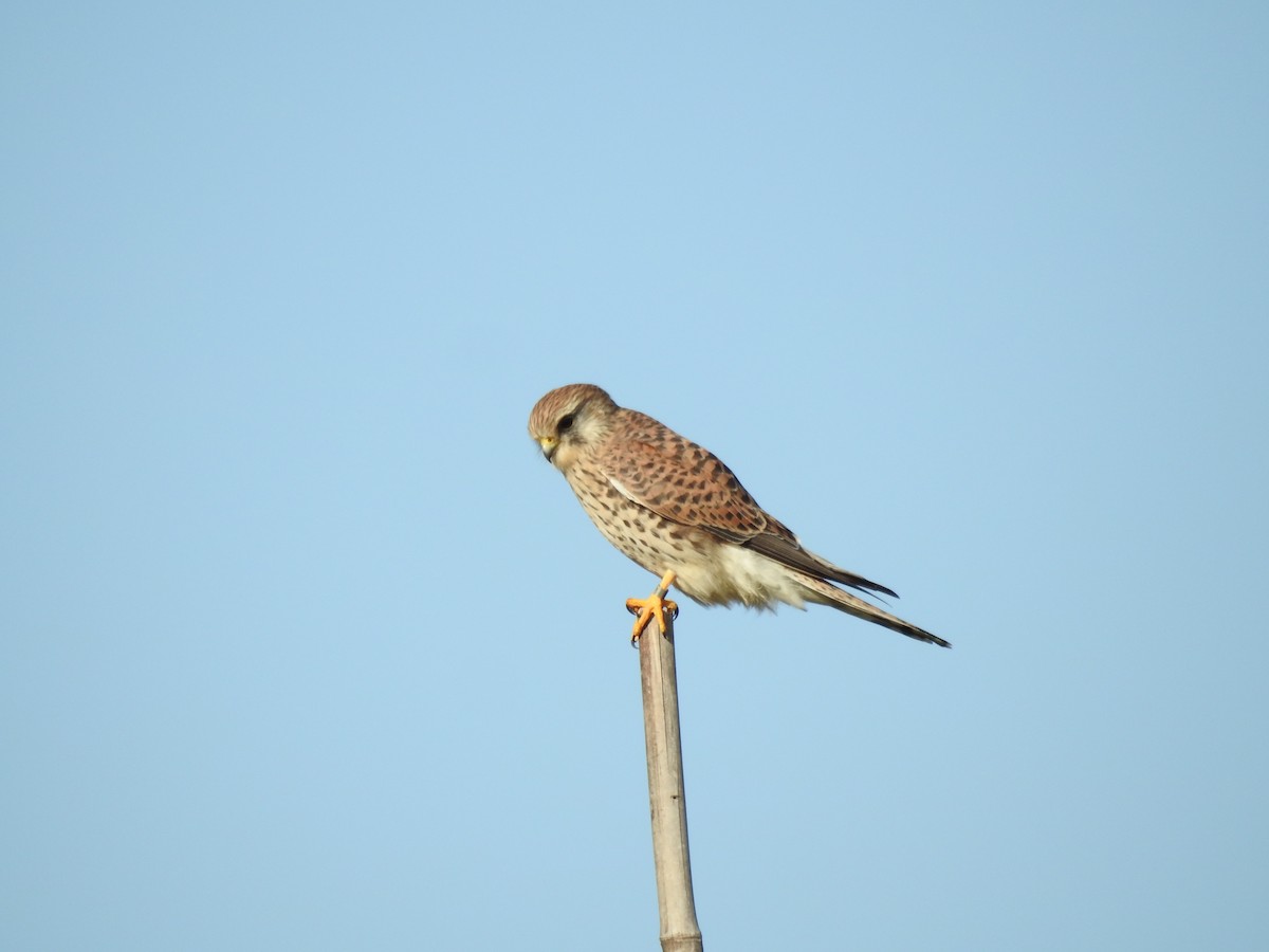 poštolka obecná - ML644545217