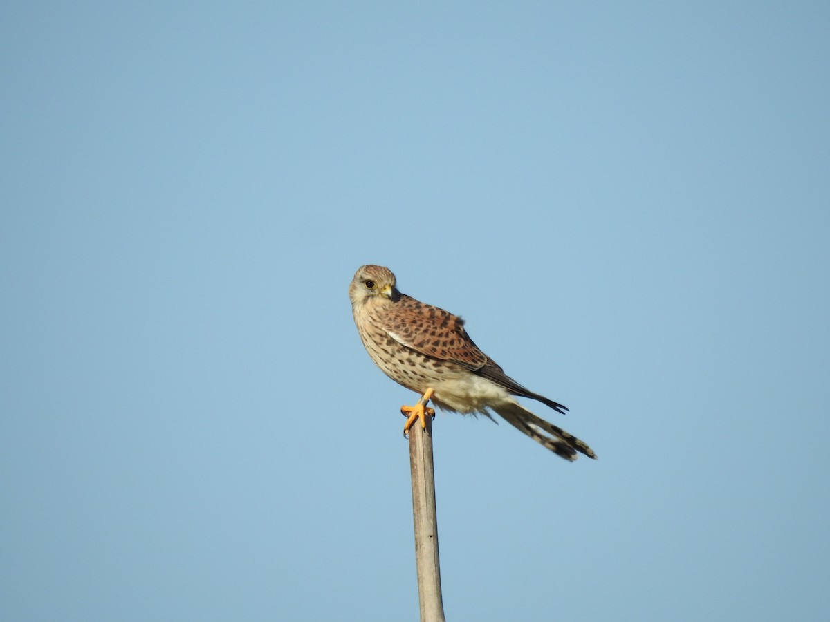 poštolka obecná - ML644545219