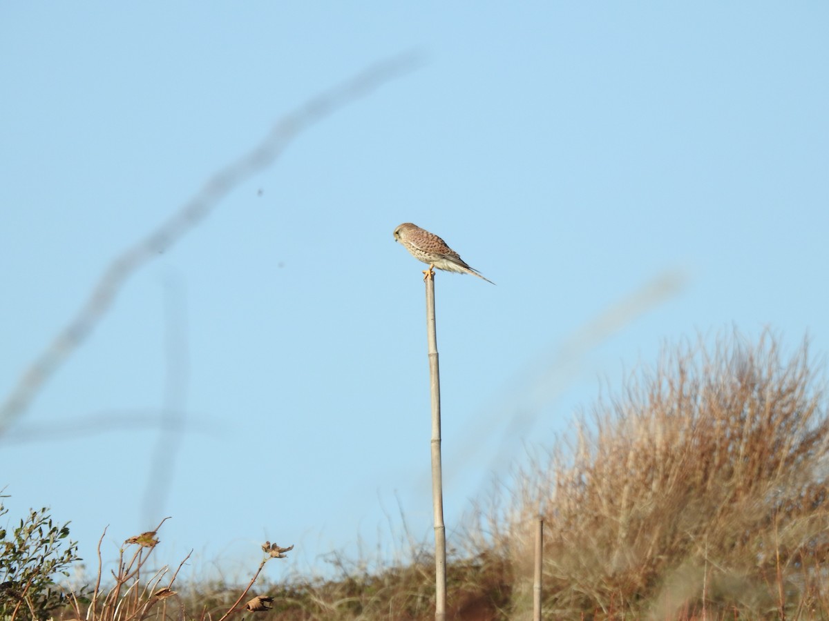 poštolka obecná - ML644545220