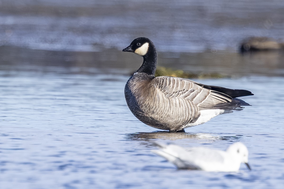 polargås - ML644545221