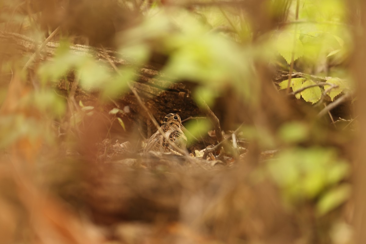 American Woodcock - ML644545222