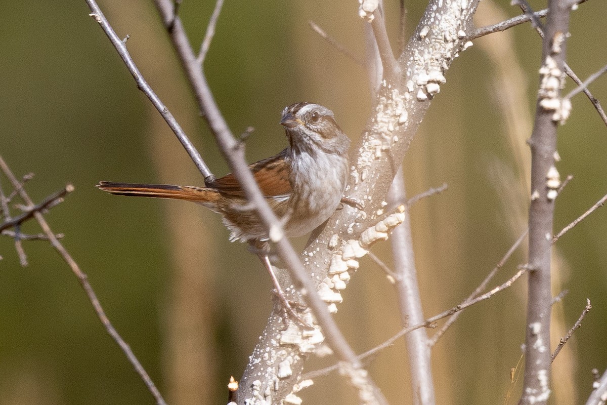 ヌマウタスズメ - ML644545227