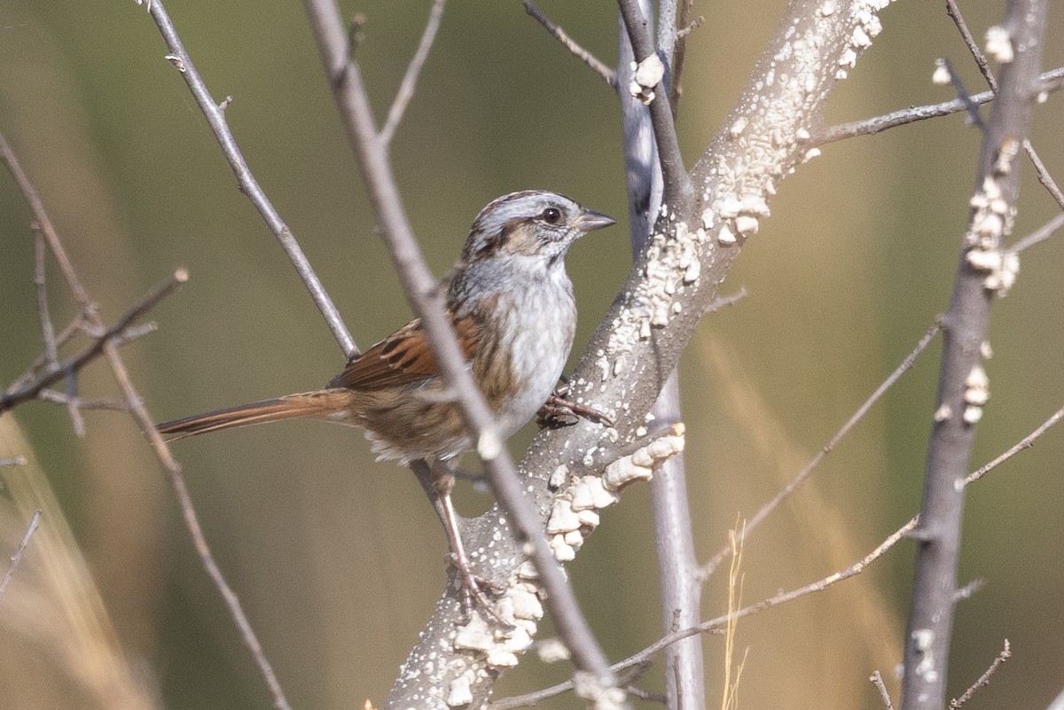ヌマウタスズメ - ML644545230