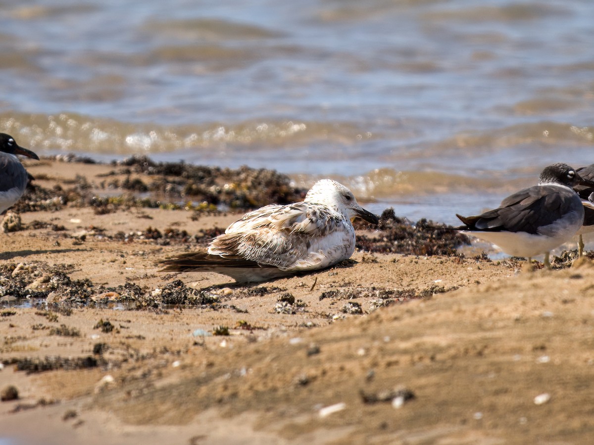 Goéland pontique - ML644545240