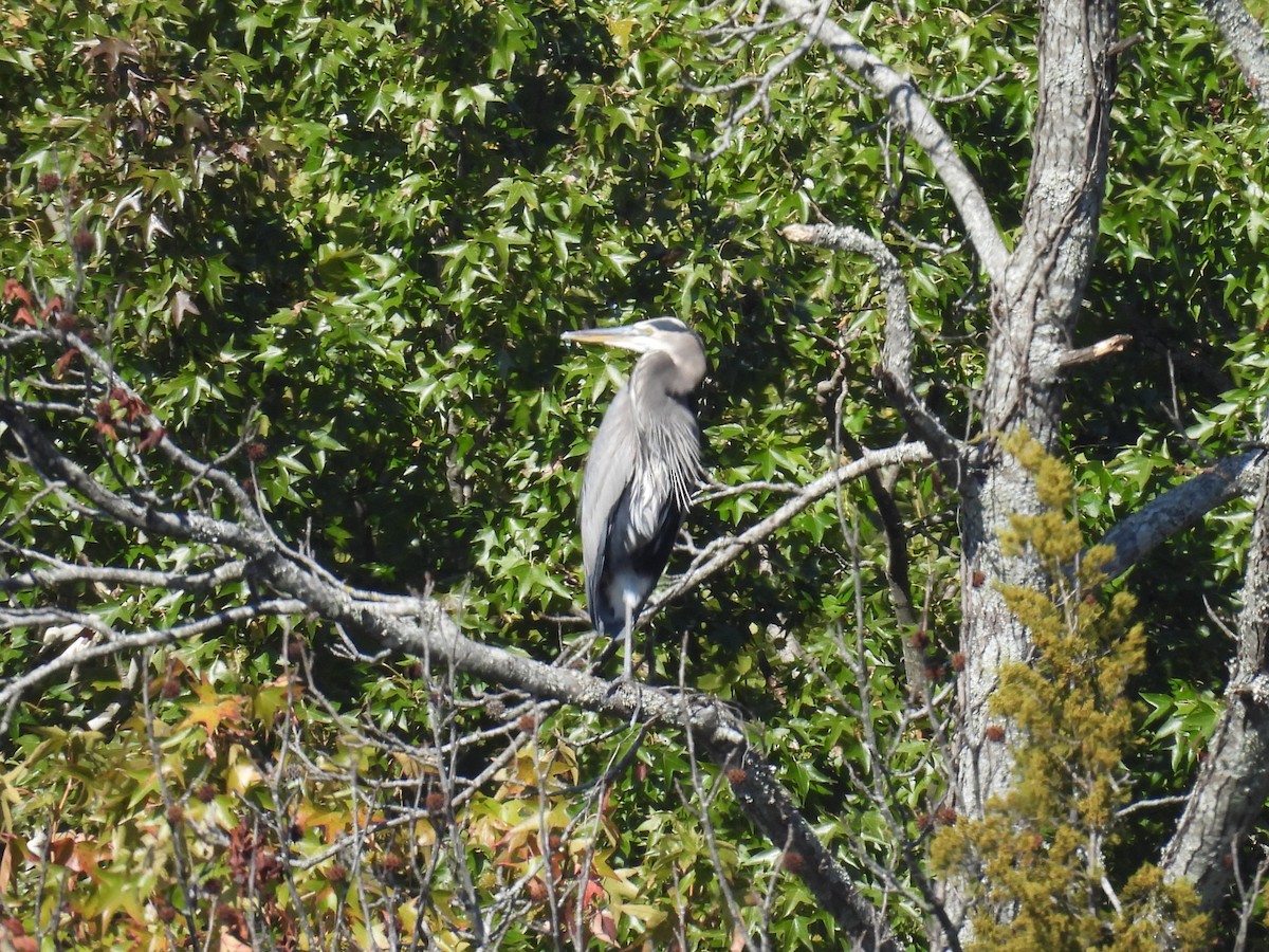 Great Blue Heron - ML644545242