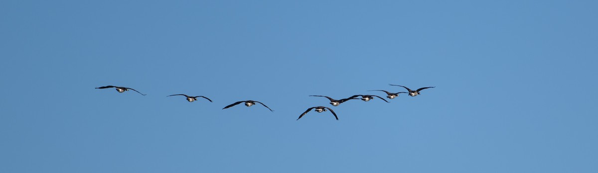 Bernache du Canada - ML644545243