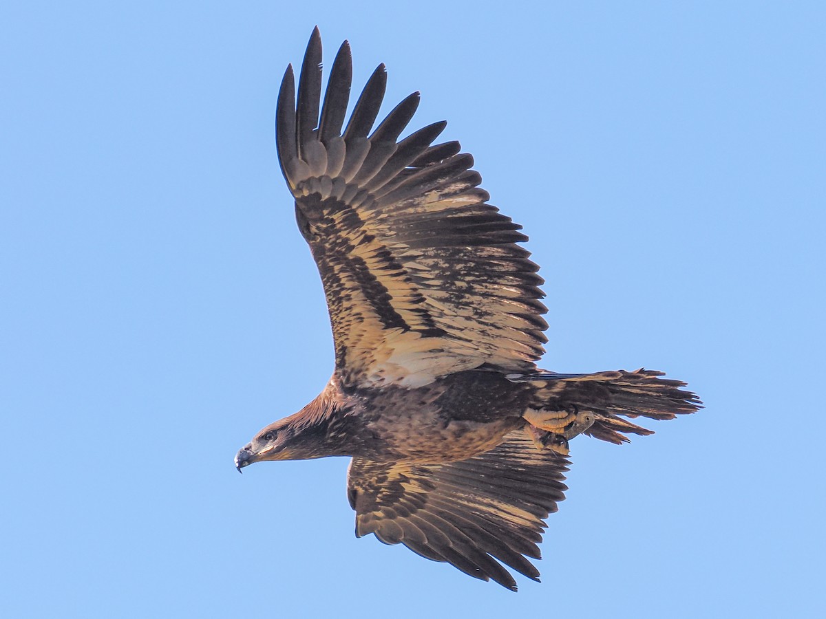 Bald Eagle - ML644545249