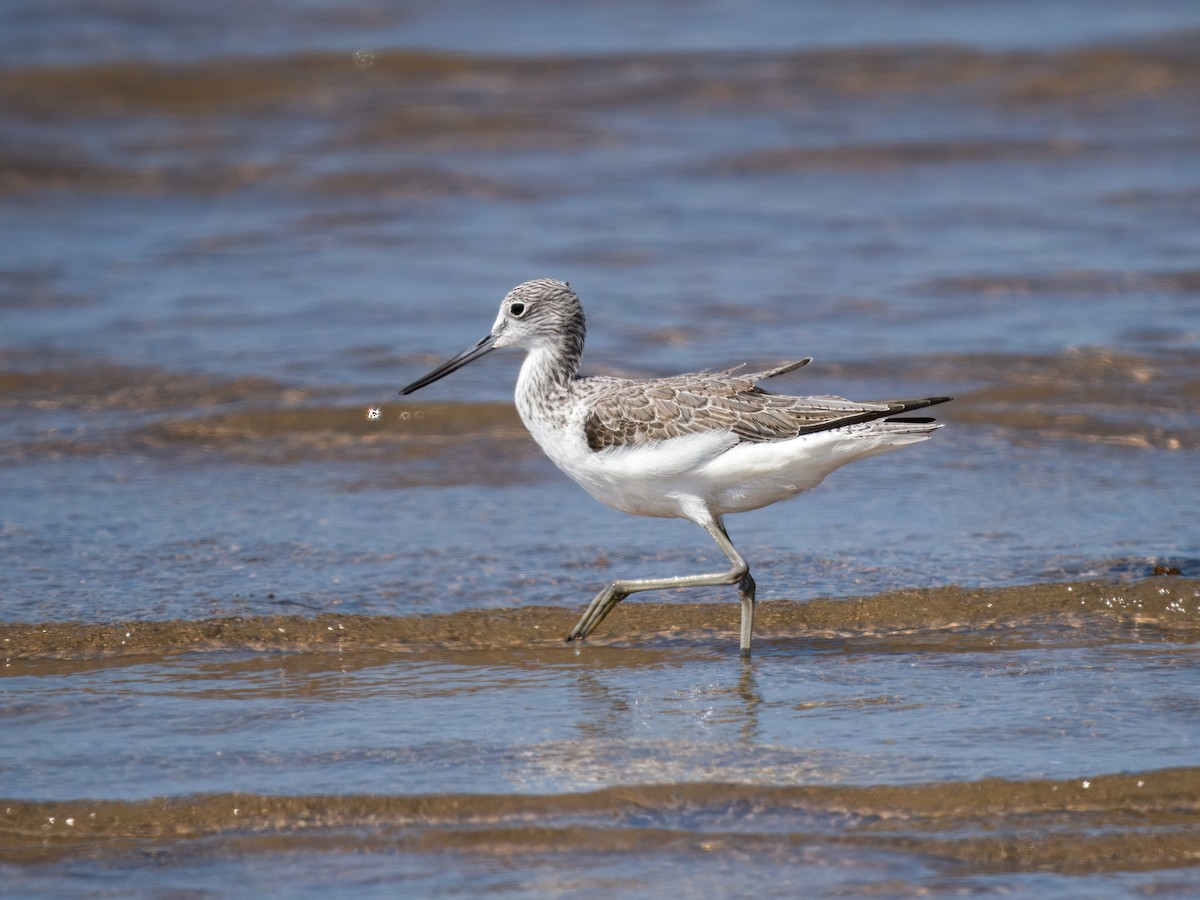 Chevalier aboyeur - ML644545250