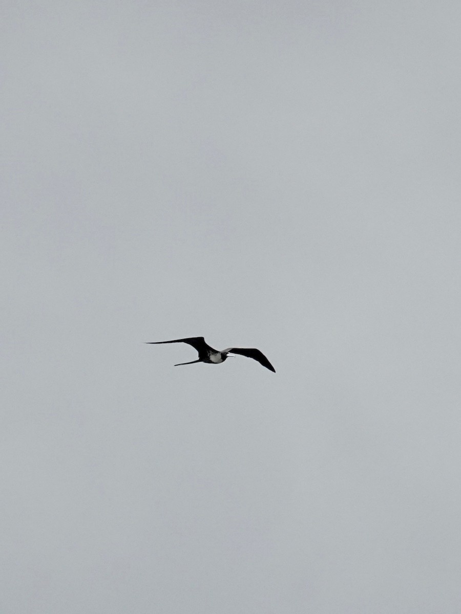 Великолепный фрегат - ML644545251