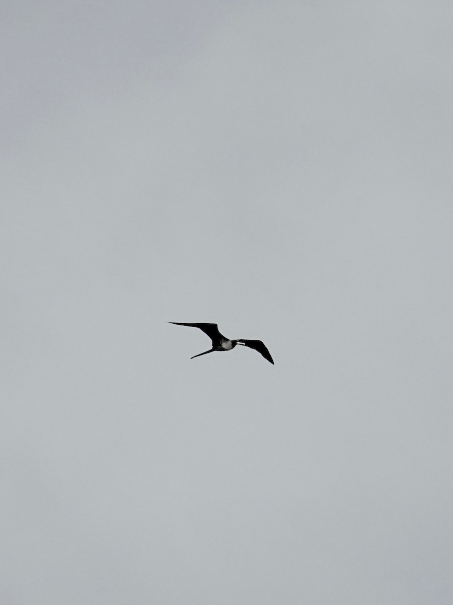 Великолепный фрегат - ML644545252