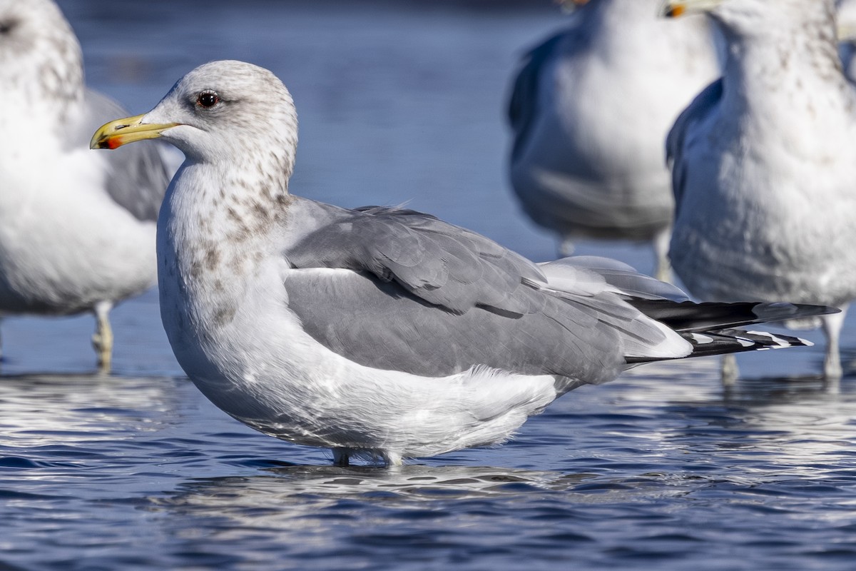 præriegråmåke - ML644545253