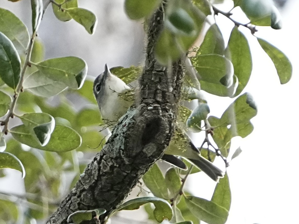 Viréo à tête bleue - ML644545257